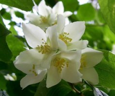 это жасмин.