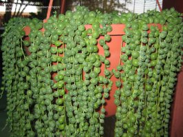 листовой суккулент, Крестовник Роули. Ещё называют Зелёный жемчуг. 
Мой любимчик, кстати ядовит.