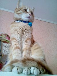 наша вредина