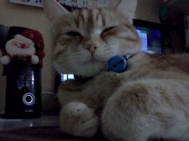 съедены все игрушки и коробки, нечего вспомнить ! Фулюганьё ;)