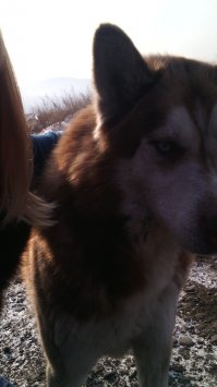 Езжу на работу, по окраине, практически загородной дороге. И, как чудное видение, где-то с октября того года стал мне мерещиться по утрам дивный призрак гордой стойкой украшая придорожный холм и светлым взглядом озирая лежащую под ним территорию.
Семья ржала надо мной с полгода, называя призрака плодом дикого воображения.
На днях ,возвращаясь из больнички, первый раз увидела сие чудо в самый разгар дня. Остановилась. Он бросился на меня, как на старинного друга с мокрым языком наперевес. Я просто обязана была сфотаться с ним, дабы доказать своим, что такой шикарный пес не может гулять, аки кот, сам по себе.

Метался, как холерик, в лицо лизнуть пытался, на ощупь классный,мягкий, но, в то же время, надежный такой, с меня, аж грязным водопадом просто, сошел стресс, накопленный за последнее время на работе, пока я обнималась на обочине с ним.

Уже неделю не видела дружочка. Наверное, хозяин запалил, что подозрительная тетка лапает его пса и держит красавца где-то за высоким забором, подальше от меня :)