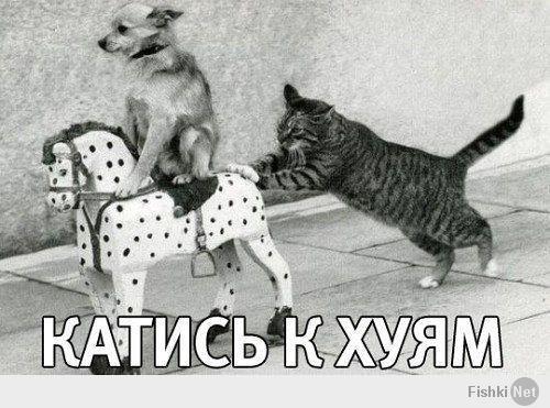 Ох уж эти коты!