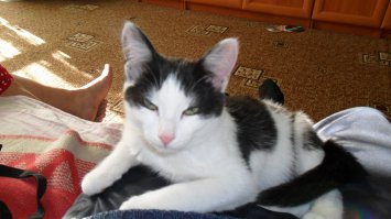 23 фотографии котиков, которые растопят ваше сердце  