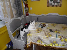 15 забавных котов, которым очень нравится стоять