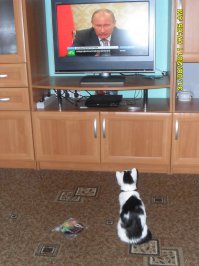 15 забавных котов, которым очень нравится стоять