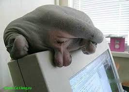 на зоофил дрочни