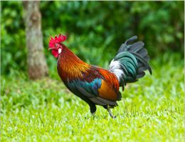 это не пацанчики , петушки