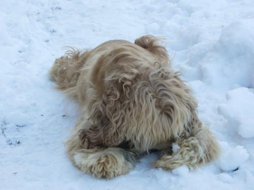 Первая в этом году встреча моей собаки со снегом=)