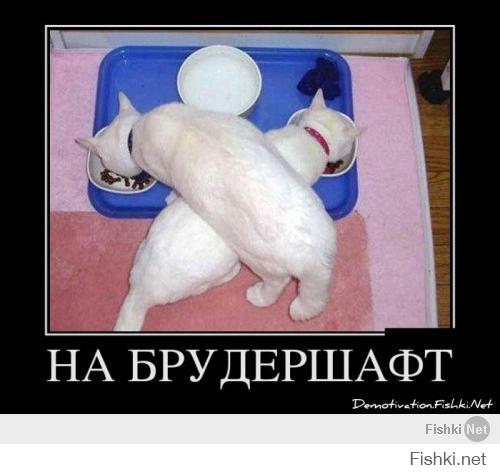 Места, которые невозможно представить без котов