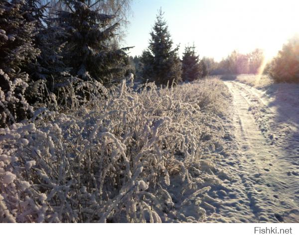 Потрясающие  фотографии зимней природы