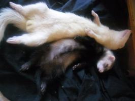 Был у меня хорь - тут он спит (до 18 часов), через минуту уже может во всю беситься.