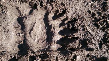 да, до смерти щекотно