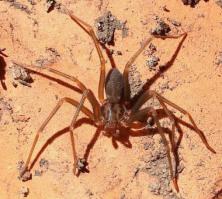 Чилийский паук-затворник 

Чилийская разновидность пауков – затворников считается самой опасной. При укусе этого паука, размером который очень мал, яд действует одновременно на все органы человека и ведет к неизбежной смерти, если не применить необходимую медицинскую помощь. Чилийский затворник обязательно совершит укус, если случайно наступить на него босой ногой или прижать ладонью. Последствия яда могут быть ужасны, даже после применения вакцины.