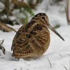 в тему... 
Вальдшнеп (лесной кулик).

В каждом крыле сий птички по одному пёрышку, которые очень ценятся у художником и стоят порядка $5... да и на вкус птичка - королевская дичь. =)