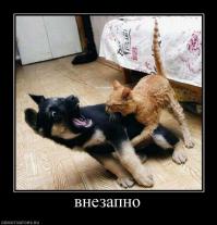 Коварный кот убийца против французского бульдога 