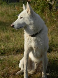 50 поразительных фактов о собаках