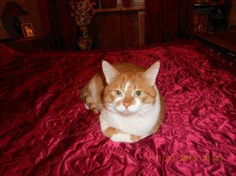 У меня ситуация в жизни была: гулял с женой по улице, и увидел как две недоросли (12 и 14 лет) котёнком в футбол играют. Дал им п**ды, те папок позвали, и её раз п**зы от отцов получили. А бегемот (кличку жена выбирала) до сих пор с нами. Будьте ЛЮДЬМИ!!!!