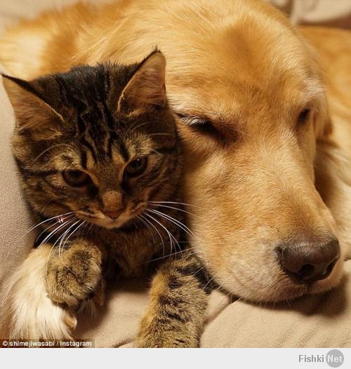 продолжение истории