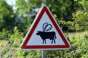 Кто говорил  что коровы не летают?