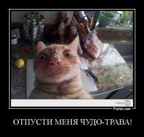  Мой кот любитель конопли