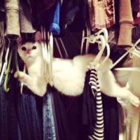 коты - они такие))