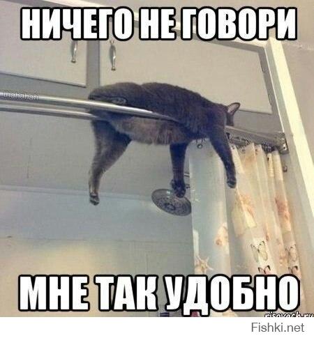 коты - они такие))