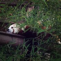 Вот, парижская панда. Ужасно милое зверьё=))