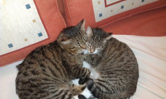 А вот мои кот и кошка в редкие минуты между боями :)