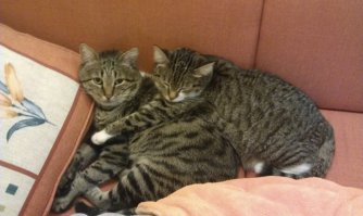 А вот мои кот и кошка в редкие минуты между боями :)