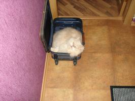 Коты-прохиндеи