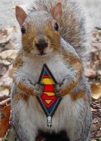 Белки в фотографиях Герта Веггена 