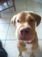  Собака сьела пчелу