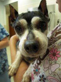  Собака сьела пчелу