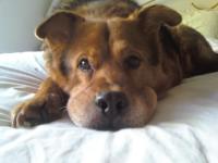  Собака сьела пчелу