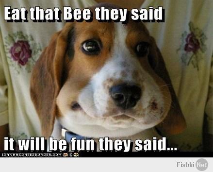  Собака сьела пчелу