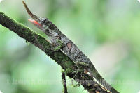 Рогатый Ануслиз поразил...

Если бы мне такое в реале попалось, я бы подумала, что где-то радиация...