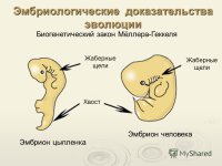 Я не перекручиваю. Я вам привела пример того, как я вижу "доказательства" дарвинистов. Вижу я их именно так:

Ну потому, что если вы посмотрите на их доказательства. Давайте возьмём научные, так и быть:

Лошадь была маленькой, а стала большой. И всё это произошло за 50 миллионов лет. Ну зашибись, чё? Не? Я фигею :)) Вот это факты! Вот это доказательства перехода от одного вида к другому. Да зашибись вообще рисунок! Я таких могу штук 50 нарисовать 
Геккель же рисовал? И чё? Ему тоже все верили. Вот в этот бред верили все:

Общались бы мы с вами лет 20 назад, вы бы мне его сейчас как доказательство приводили. Это же научно доказано! Это же Геккель! А я кто? :) Разве нет? 
Ещё раз. Волки и собаки дают потомство. Да. Вот только через три поколения оно опять разделяется на волков и собак. Скрестить волка и собаку с целью появления устойчивого нового вида невозможно. Как и лошадь с ослом не надут потомство, которое сможет размножаться, так и волки с собаками не дадут потомство, которое будет успешно размножаться, не возвращаясь при этом к волкам или собакам. 
"Вы никак не можете уяснить,что тех видов,которые были сто лет назад уже нет,"
А вы никак не можете уснить, что вы строите свою реальность на теориях. Понимаете, гравитация тоже называется теорией, но гравитация поддаётся логике. Теория же Дарвина ей не поддаётся вообще. Вы можете представить себе эволюцию? Вы понимаете, что существует второй закон термодинамики? А он гласит, что наш мир, в котором мы живем, не может самоусложняться, наоборот, ему присуще фундаментальное свойство саморазрушения, дезорганизации. Вот вы хотели факт? Или вы не верити в законы термодинамики? А если верите, то откуда у нас такие сложные виды? Вы можете представить себе эволюцию ну, того же павлина, например? Зачем ему для выживания такой хвост? Чтобы отбиваться им от хищников? Вашей логике поддаётся эволюция, ну, хотя бы императорского тамарина:

Да мало ли особей, внешность которых невозможно объяснить эволюцией. 
Я получу новый вид крокодила. Конечно получу. Через миллионы лет он может быть серее, зеленее, больше, меньше, круглее, худее. Но ОН КАК БЫЛ, ТАК И ОСТАНЕТСЯ КРОКОДИЛОМ!