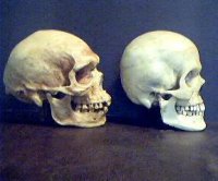 Зашибись! 
Ну давайте попробуем. Вы в курсе того, что в мире существовали сотни видов разных обезьян, многие из которых давно вымерли? 
Вы понимаете, что многие из этих вымерших видов потом выдавали за промежуточные звенья?
Найденные фанатами эволюционной теории некоторые "промежуточные" формы между обезьяной и человеком, при более внимательном изучении оказывались либо фальсификациями, либо просто обезьянами, либо просто людьми. Так называемые "австралопитек" и "рамапитек" оказались обычными, известными видами обезьян, питекантроп - фальсификацией, неандерталец - обычным человеком.
И сегодня каждый год по телевизору очередная сенсация:"Нашли промежуточное звено!"
Потом проходит год или даже несколько месяцев, снова оказывается очередным говновбросом в головы доверчивых граждан. Вы сами от фальсификаций не устали? Но вопрос даже не в их количестве, а в том КТО их вбрасывает и ПОЧЕМУ. 
"но фактов подтверждения теории эволюции сегодня предоставил более чем достаточно"
Советую изучить значение слова "факт". Вы мне предоставляете одни теории, но я вас не виню потому, что ТЕОРИЯ эволюция до сих пор является ТЕОРИЕЙ, которая базируется на множестве фальсификаций и доводов. 
Вам кажется логичным, что из сотен тысяч видов разных животных на земле, учёные всего мира не могут собрать даже одну цепь эволюции человека? Поэтому постоянно всплывает новая ложь. О какой логике может быть речь, когда логически вы не можете мне ответить даже на такие простые вопросы? Ну давайте включим логику? Хотя бы, смотря на эту фотографию.
Из сотни тысяч видов у нас корявое "доказательство" переходных звеньев человека, которое полно фальсификаций и подтасовок. Вам кажется логичным, что даже один вид они не могут нормально собрать? Вам не кажется странным, что из научного мира к людям приходит столько лжи? 
А что вас убеждает в том, что именно эти звенья являются промежуточными, а не очередным вымершим видом обезьяны или человека? Вы понимаете, что сегодня взяв лишь череп австралийского аборигена, африканца, азиата и европеоида, а также черепа генетически больных людей, можно построить свою цепочку с теорией эволюции? 
Взять хотя бы разницу между черепами сегодня. Вот череп австралийского аборигена и европеойда:

Слева череп пигмея, справа европеойда. 

Оба живут в наше время. 
Да богата Африка такими черепами. Вклинить негритянский череп как промежуточное звено между обезьяной и человеком-нехрен делать. У авриканцев челюсть очень сильно выдаётся вперёд, если сравнивать их череп с черепом белого человека. 
Слева африканский, справа белый:

Чем не промежуточное звено? :))
Или ваша отмазка заключается в том, что они учёные и им виднее? Тогда скажите мне, почему эти учёные постоянно ошибаются на протяжении 140 лет? 
Почему эти учёные не могут найти промежуточные звенья у других животных? Почему столько лжи постоянно? Где логика?