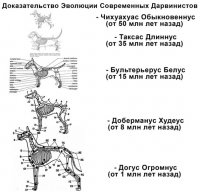 Я не перекручиваю. Я вам привела пример того, как я вижу "доказательства" дарвинистов. Вижу я их именно так:

Ну потому, что если вы посмотрите на их доказательства. Давайте возьмём научные, так и быть:

Лошадь была маленькой, а стала большой. И всё это произошло за 50 миллионов лет. Ну зашибись, чё? Не? Я фигею :)) Вот это факты! Вот это доказательства перехода от одного вида к другому. Да зашибись вообще рисунок! Я таких могу штук 50 нарисовать 
Геккель же рисовал? И чё? Ему тоже все верили. Вот в этот бред верили все:

Общались бы мы с вами лет 20 назад, вы бы мне его сейчас как доказательство приводили. Это же научно доказано! Это же Геккель! А я кто? :) Разве нет? 
Ещё раз. Волки и собаки дают потомство. Да. Вот только через три поколения оно опять разделяется на волков и собак. Скрестить волка и собаку с целью появления устойчивого нового вида невозможно. Как и лошадь с ослом не надут потомство, которое сможет размножаться, так и волки с собаками не дадут потомство, которое будет успешно размножаться, не возвращаясь при этом к волкам или собакам. 
"Вы никак не можете уяснить,что тех видов,которые были сто лет назад уже нет,"
А вы никак не можете уснить, что вы строите свою реальность на теориях. Понимаете, гравитация тоже называется теорией, но гравитация поддаётся логике. Теория же Дарвина ей не поддаётся вообще. Вы можете представить себе эволюцию? Вы понимаете, что существует второй закон термодинамики? А он гласит, что наш мир, в котором мы живем, не может самоусложняться, наоборот, ему присуще фундаментальное свойство саморазрушения, дезорганизации. Вот вы хотели факт? Или вы не верити в законы термодинамики? А если верите, то откуда у нас такие сложные виды? Вы можете представить себе эволюцию ну, того же павлина, например? Зачем ему для выживания такой хвост? Чтобы отбиваться им от хищников? Вашей логике поддаётся эволюция, ну, хотя бы императорского тамарина:

Да мало ли особей, внешность которых невозможно объяснить эволюцией. 
Я получу новый вид крокодила. Конечно получу. Через миллионы лет он может быть серее, зеленее, больше, меньше, круглее, худее. Но ОН КАК БЫЛ, ТАК И ОСТАНЕТСЯ КРОКОДИЛОМ!