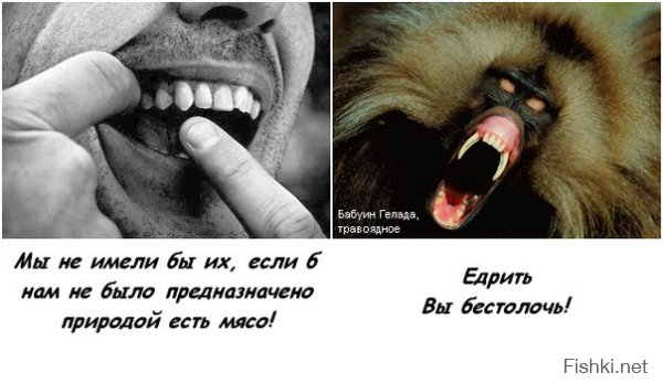 Для школьников: Бог много чего не запрещает. Например, забивать людей камнями за то, что они геи, работают в субботу или говорят плохо о своих родителях. Животная пища была дана при грехопадении. Как только люди согрешили, им дали в пищу трупы. А Адаму никто животных не давал. Только семена и плоды. Возьми, школьник, и перечитай Бытие. 
Насчёт клыков просто смех. Писать не буду. отвечу картинкой

Челюсть человеческая подвижная как раз для перемалывания. У хищников она не ходит в стороны, а крепко замыкается. Клыки :)) Уже не смешил бы. Своими клыками ты вред нанести можешь только банану. 
Не хочешь против природы идти? Ну так жри сырое мясо, как хищники. Что ж ты его жаришь? Может потому, что у нас в желудке кислота в 10 раз слабее, чем у хищников? А может потому, что сырое мясо с кровью тебя не привлекает? Так что же ты против природы идёшь? Вышел во двор, задрал голубя и съел с перьями и кишками. Что ж ты на арбузы и дыньки налягаешь? Пей кровь и ешь сырой жир с кожей, грызи кости. Не иди от природы.