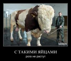 Бычьи яйца: рецепт для гурманов....