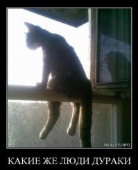 40 провинившихся котов