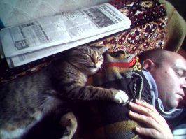 27 котов, которые любят сидеть  по-человечески