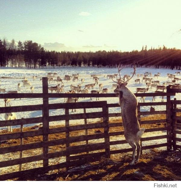 -Выходи!
-Мама не разрешает