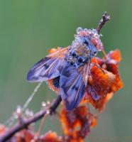 в капельках росы :)