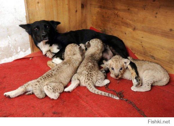 Львица отказалась от троих новорожденных львят, а собака по кличке Балу их "усыновила".