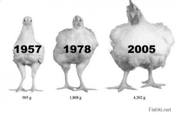 Как изменились цыплята за последние 50 лет?