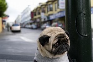 а у меня нет кота