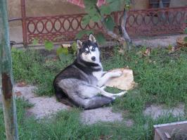 Мы с сыном ругались, кто из нас так противно навонял, оказалась наша собака так пукает. А еще она кошек душит постоянно и ничего не могу поделать. Найдет дохлятину и начинает тереться. И говно жрет, если не уследишь, но я ее все равно люблю.