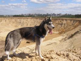 Моя тоже копать любит. Вот - накопала.